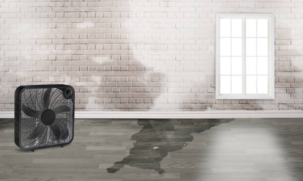 Best Ceiling water damage repair  in Dade City North, FL