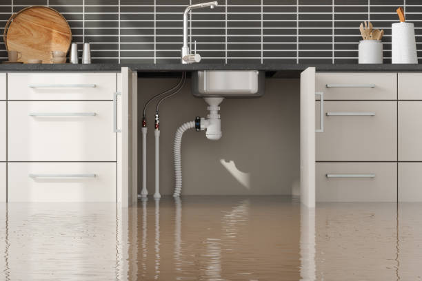 Best Mold removal after water damage  in Dade City North, FL